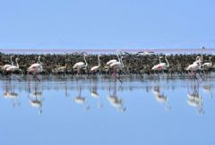 flamingo en lago sal, Konya, Konya Tour, Konya Viajes, Konya Travel, Konya Trip, Konya Circuito, Konya Passeio, Konya ciudad, Mevlana Tour, Rumi Viaje