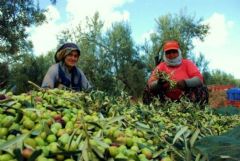 Olive Harvesting, daily food tours, food tour, tasting tours, food tours, culinary experiences, gastronomical tours, foodies, istanbul food tours, turkey food tours, backstreets